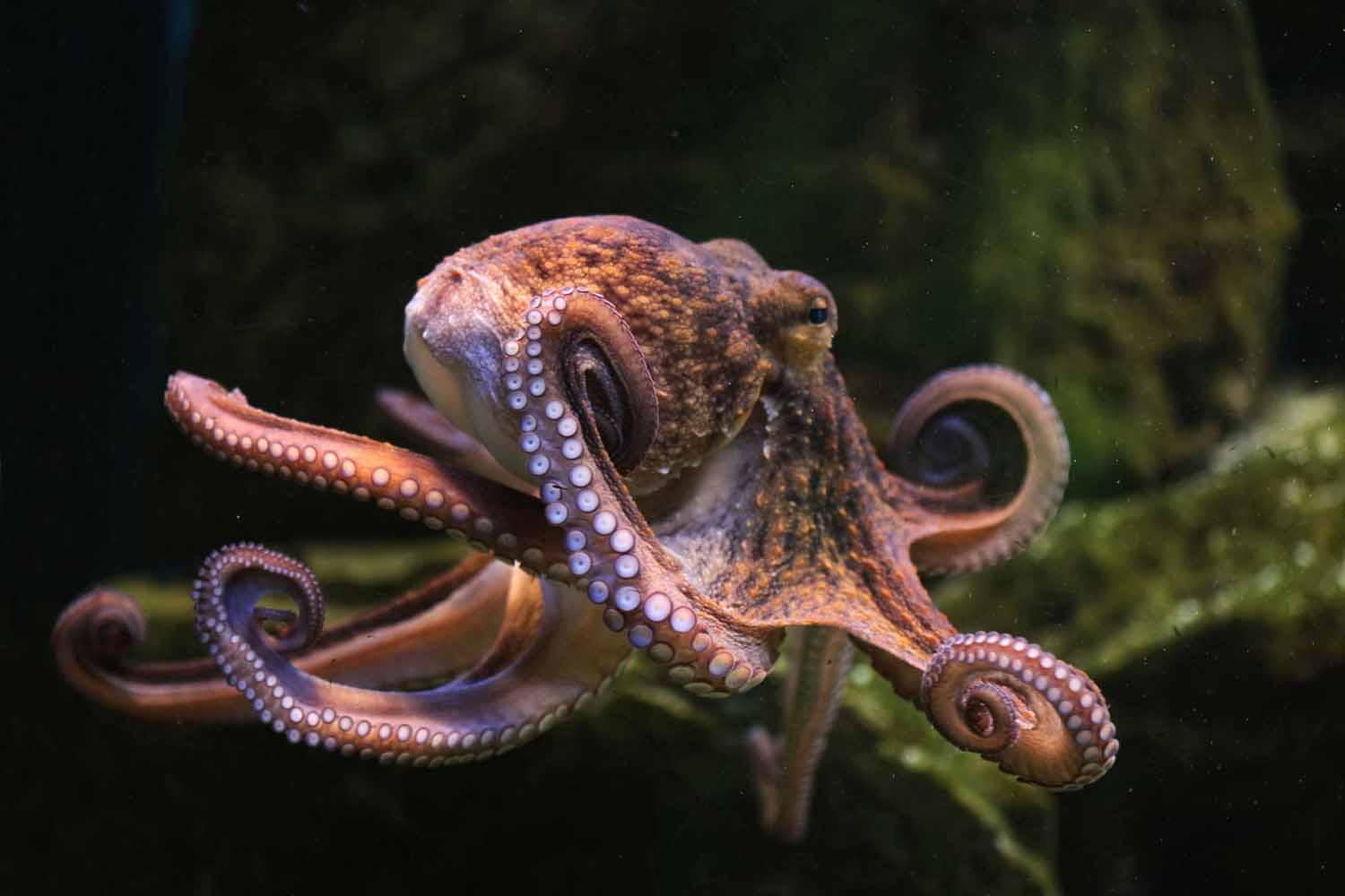 A pink octopus swims with most of its arms visible.