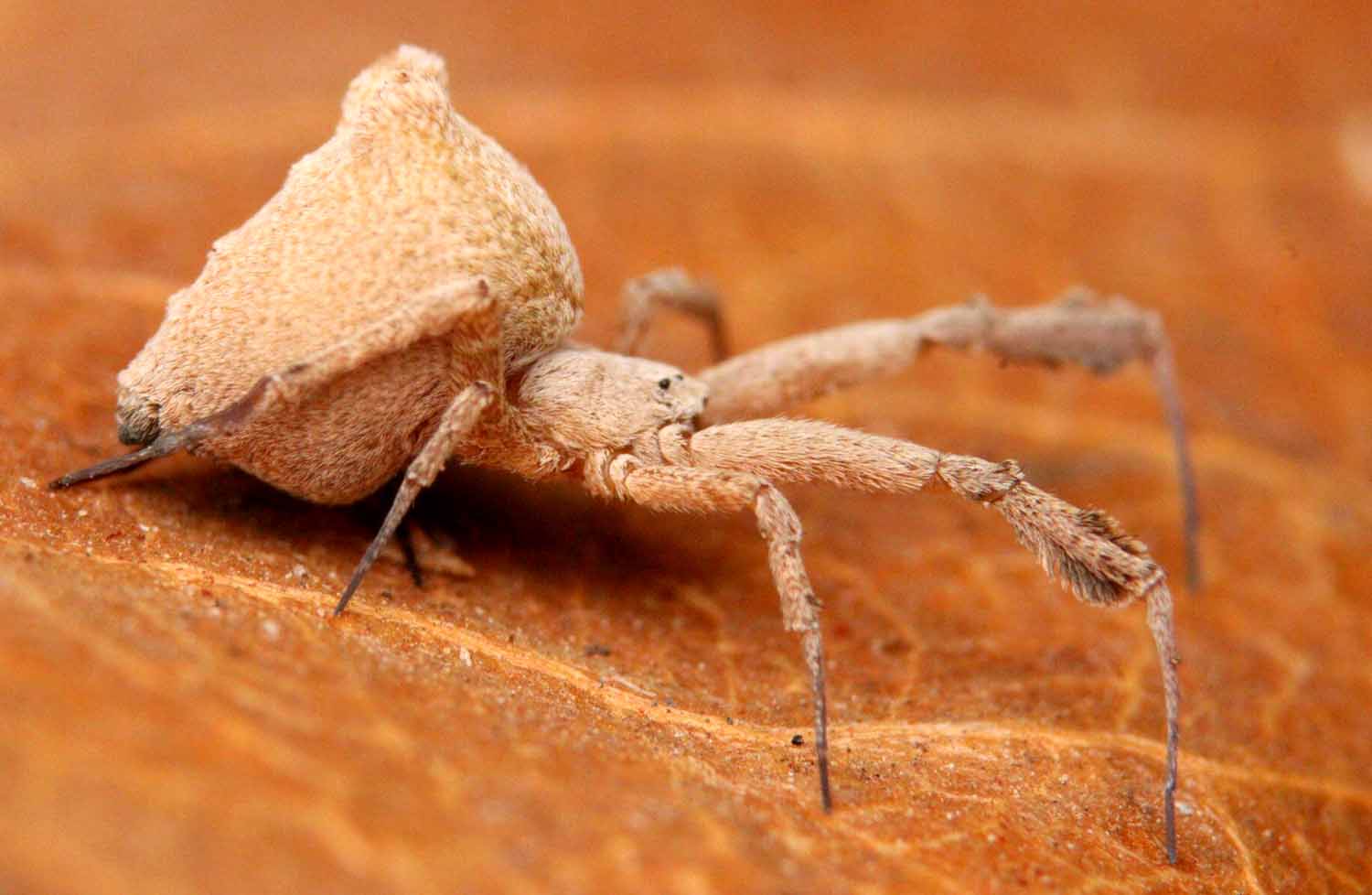 A light brown, fuzzy spider with a large abdomen sits on a brown leaf.
