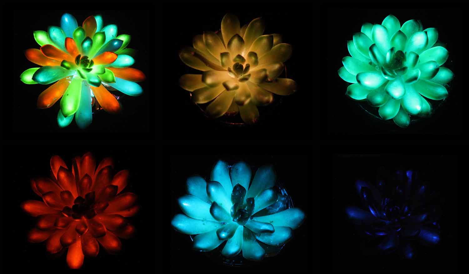 Six of the same type of succulent plant are shown in two rows and glowing different colors.