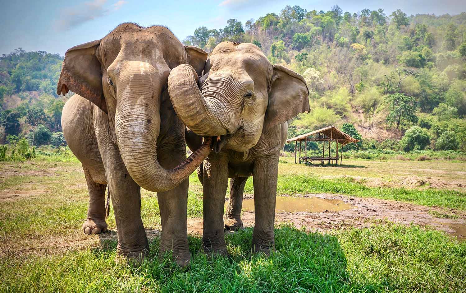 Two elephants stand side by side, and one elephant has its trunk in the other’s mouth.