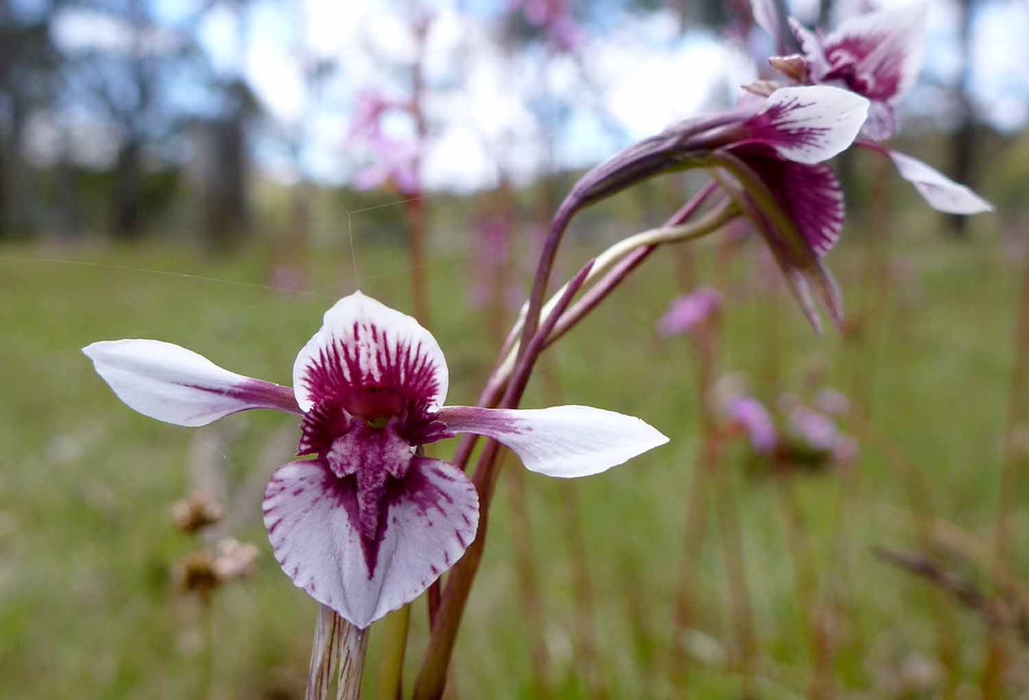 A purple and white orchid is shown with vegetation in the background.