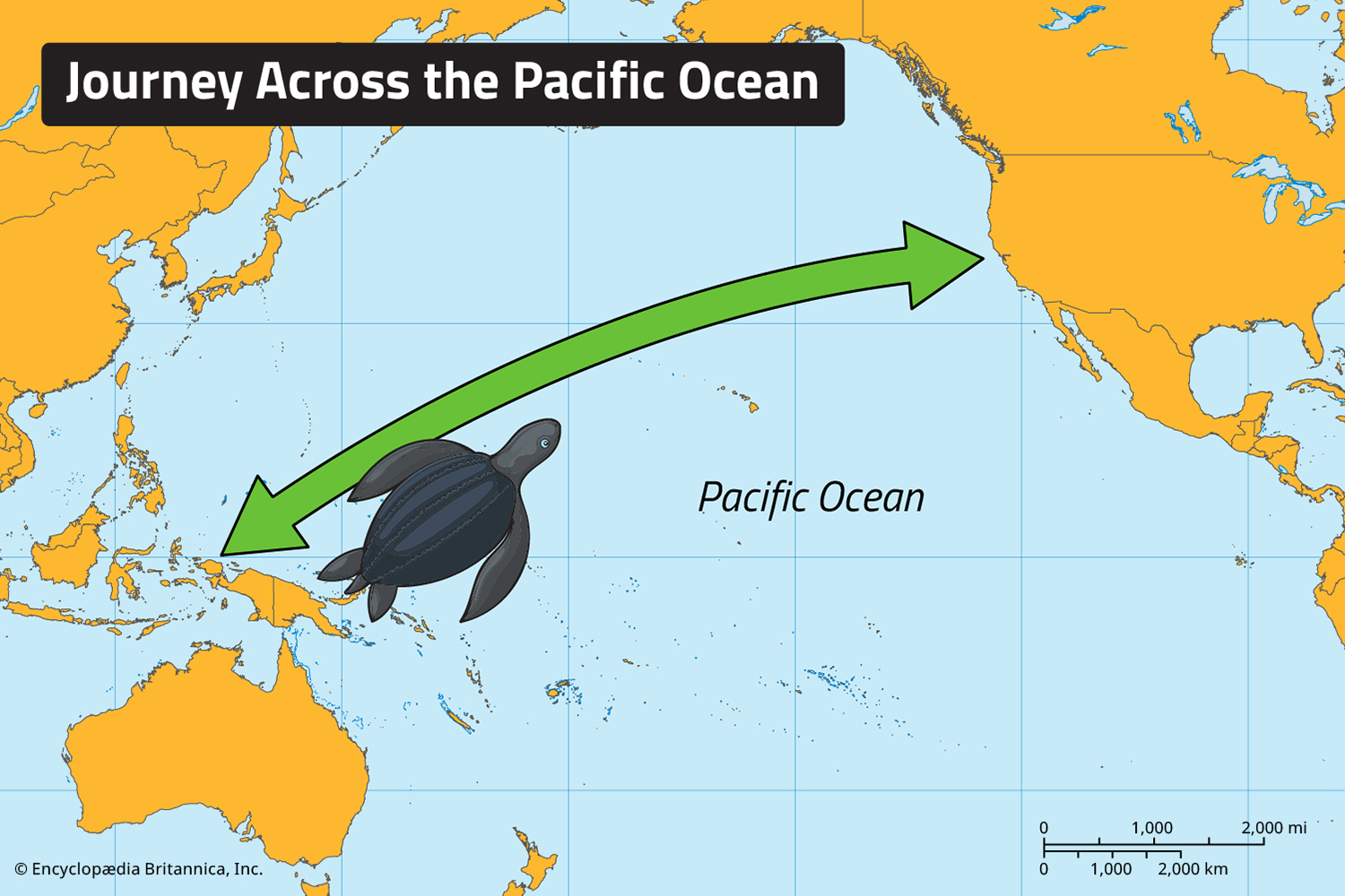 An illustration of a turtle is shown on a map, swimming across the Pacific Ocean from Indonesia to the west coast of the United States.