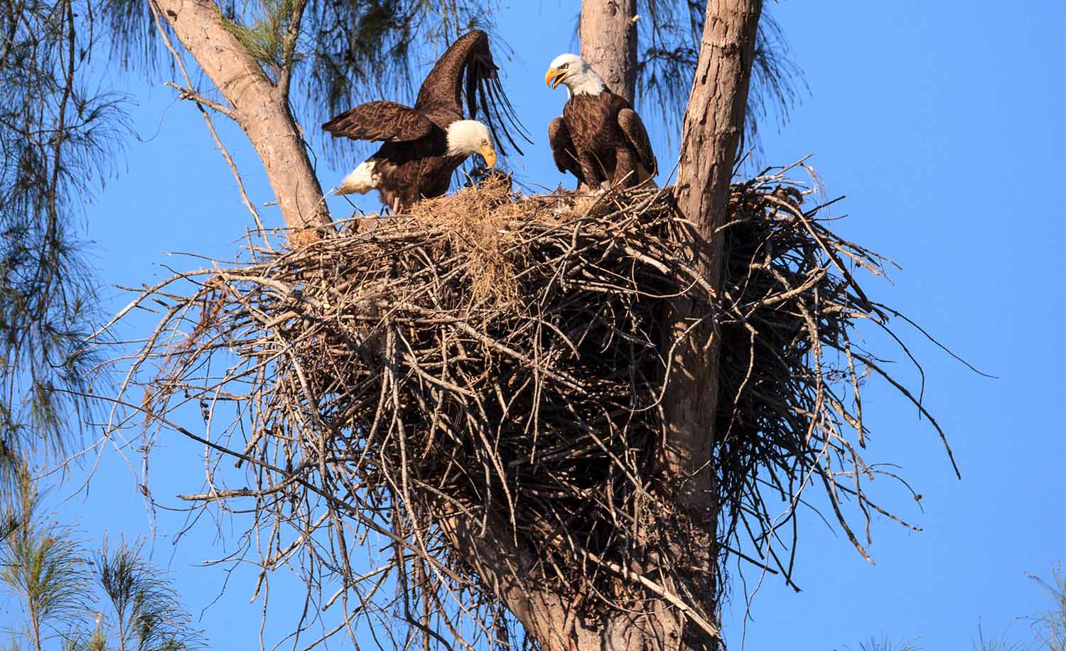 A pair of bald eagles sits in a large nest made from sticks.