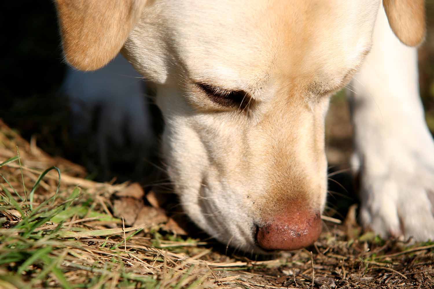 A dog sniffs the ground where there is grass and dirt.