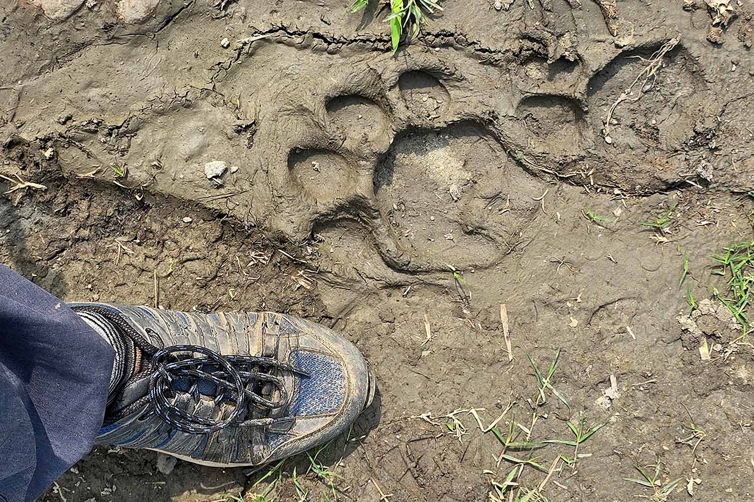 A large animal track is in mud next to the foot of an adult who is wearing a sneaker.