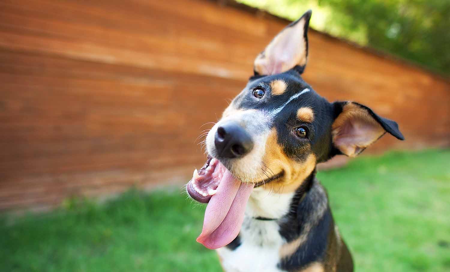 A dog sits outdoors and tilts its head as it pants with its tongue sticking out.