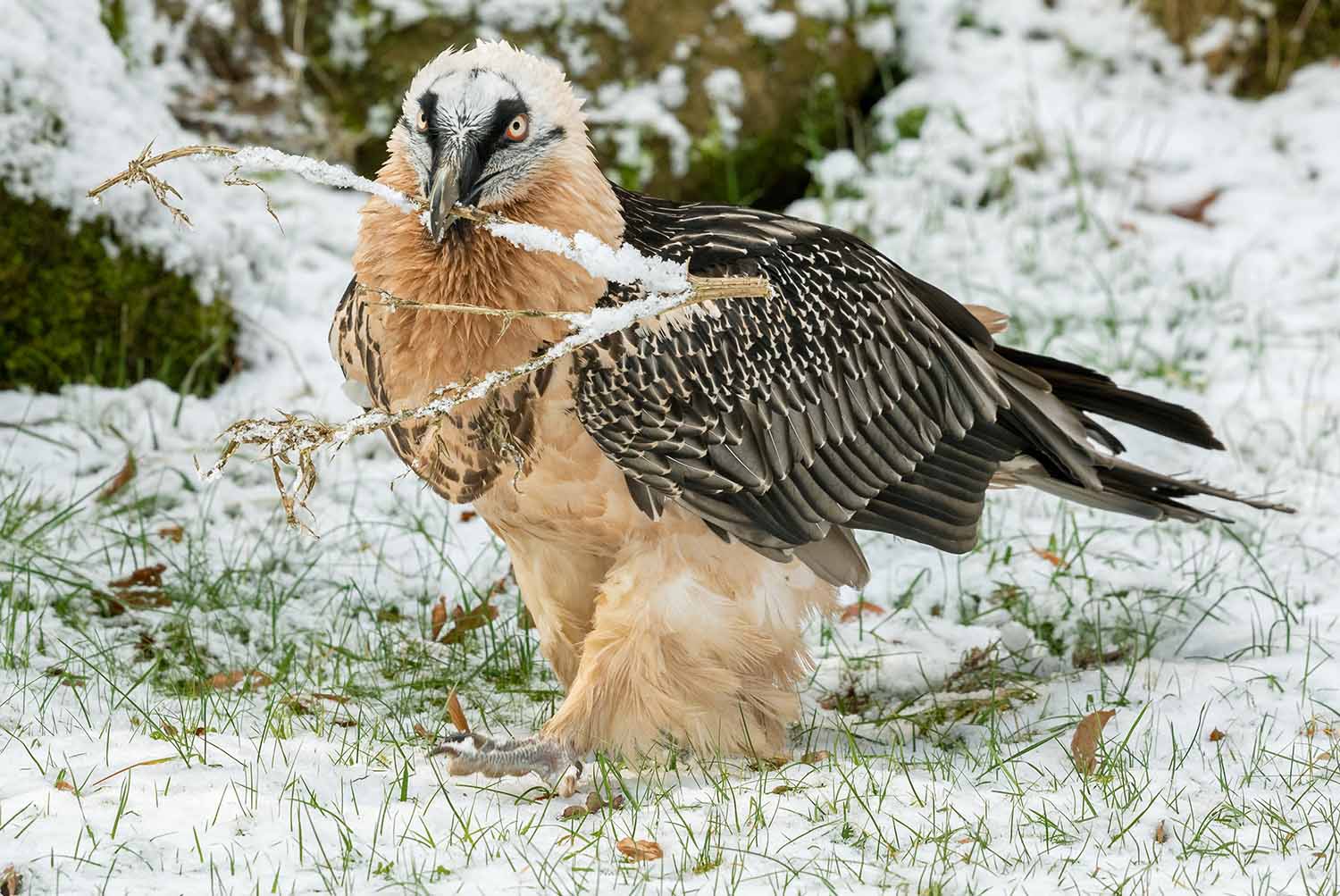 A bearded vulture stands on the snowy ground holding a stick in its beak.