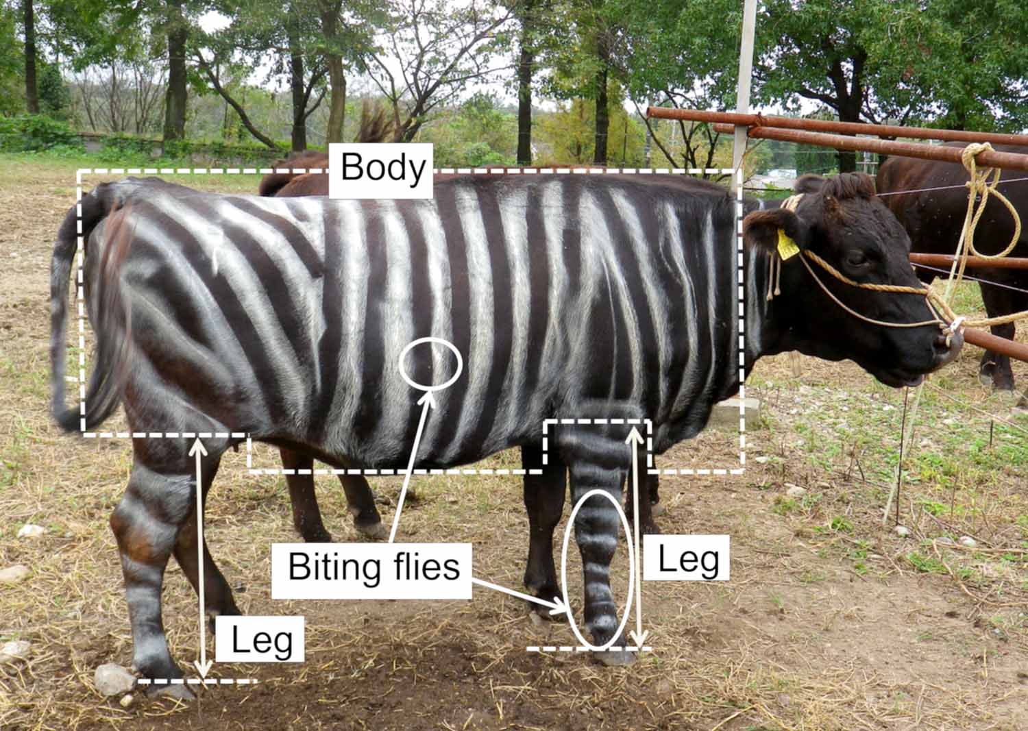 A cow that has been painted with zebra stripes stands in a field.