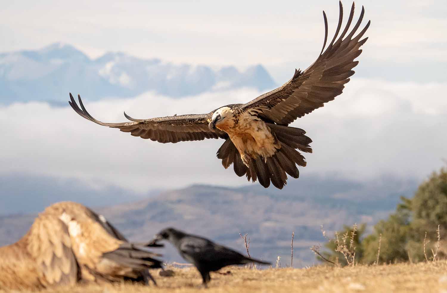 A bearded vulture is flying with its wings spread out.