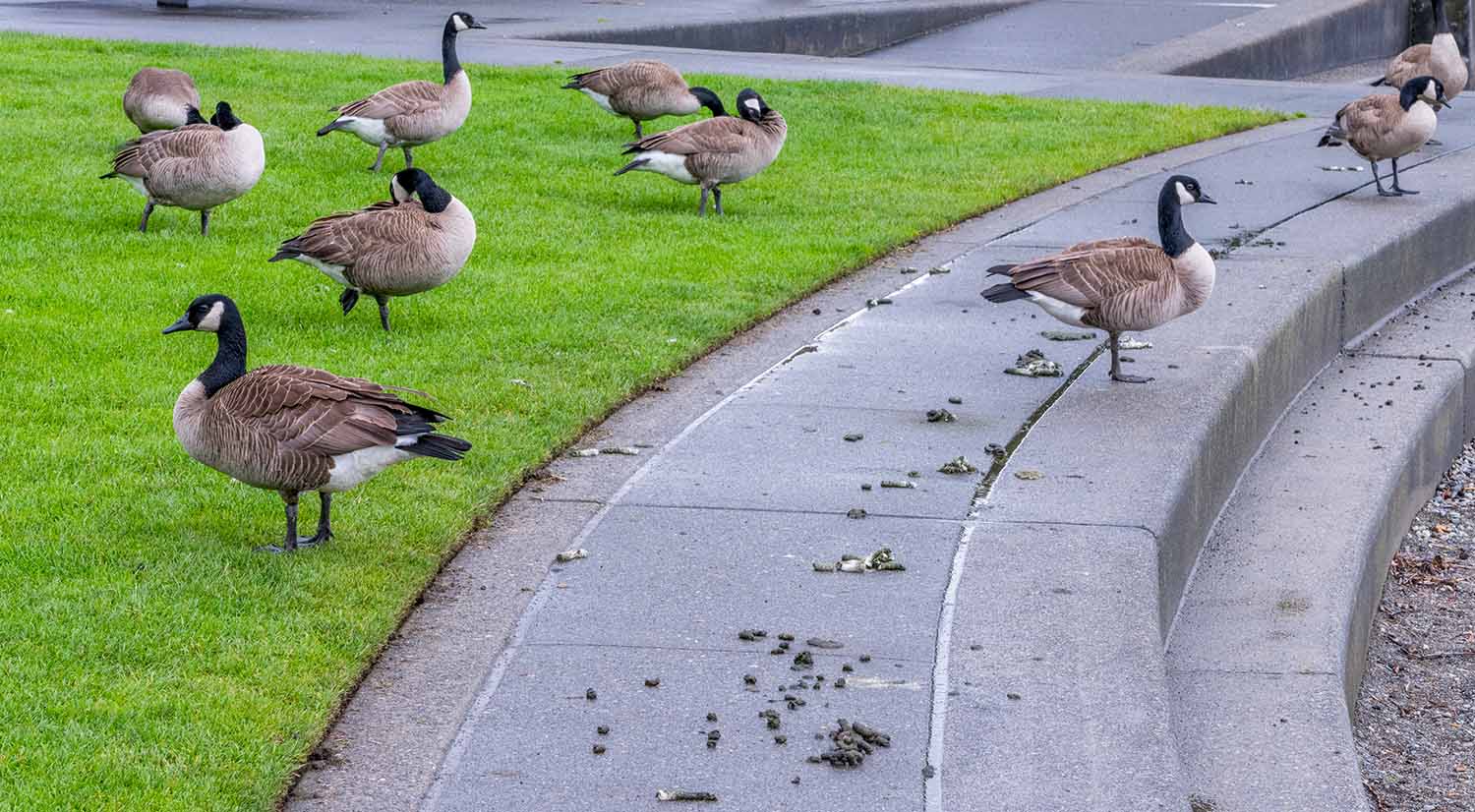 Canada geese stand on and near a path that is largely covered in droppings.