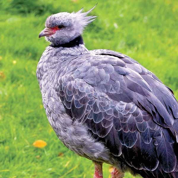 A southern screamer