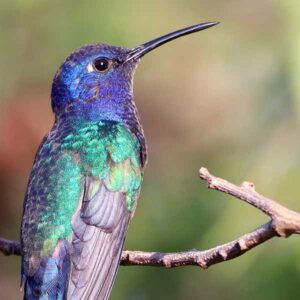 A swallow-tailed hummingbird