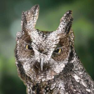 A tropical screech owl
