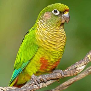 A maroon-bellied parakeet