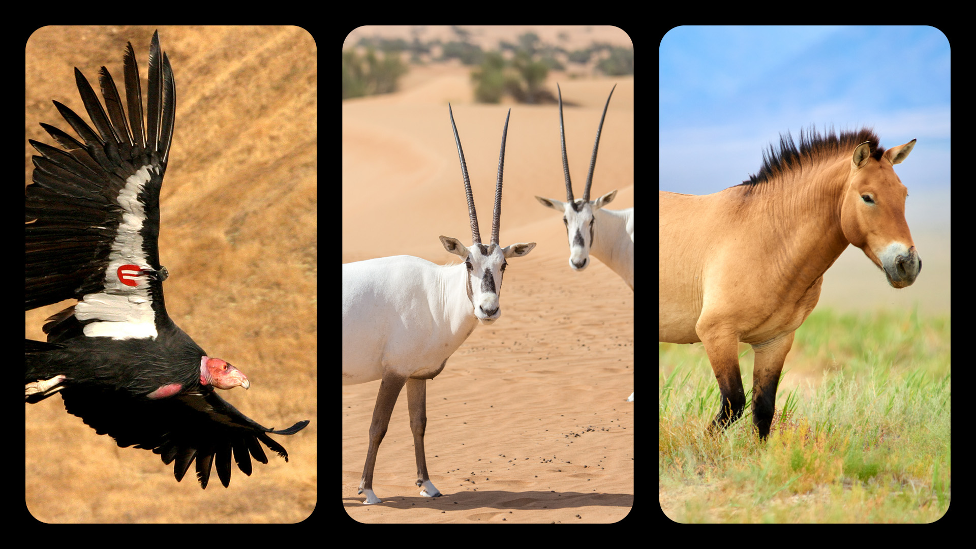 A composite photo shows a California condor, Arabian oryxes, and a Przewalski’s horse.