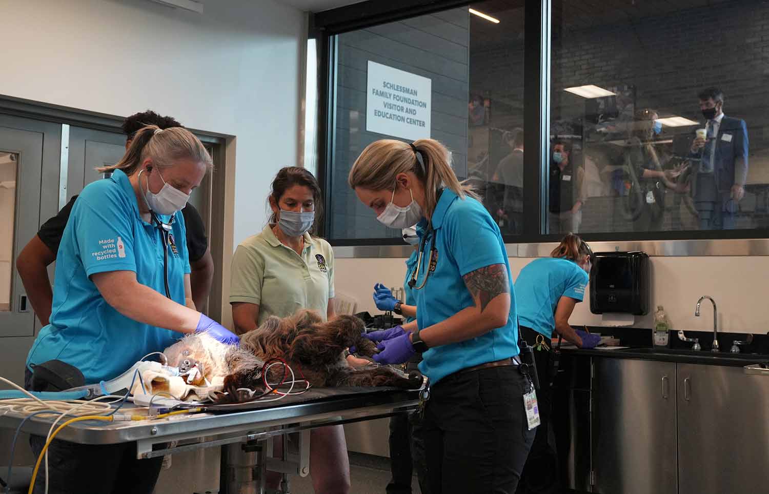 People in zoo polo shirts provide care to an animal on an exam table as others watch through a large window.