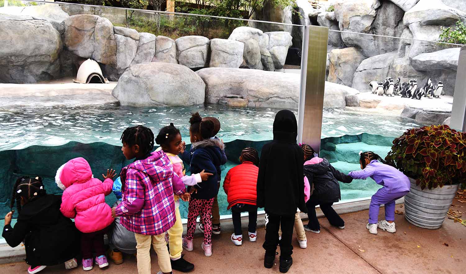 A group of small children stand in front of a penguin display where there are several penguins.