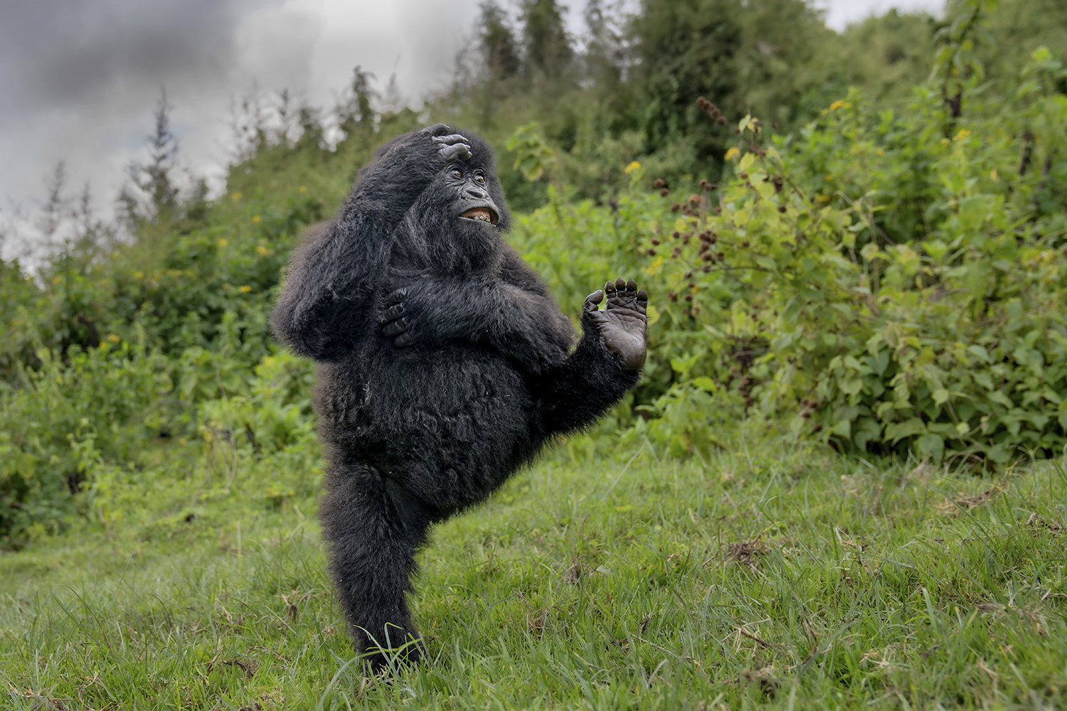A young gorilla stands in an open field with one leg kicked forward.