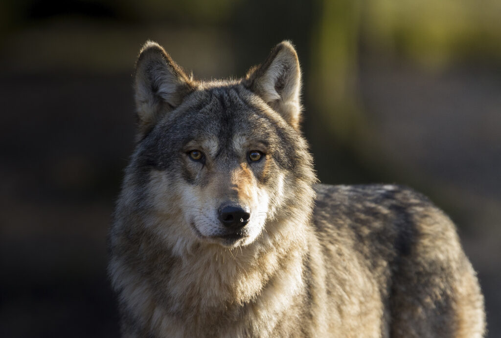 Closeup of a gray wolf looking at the camera.