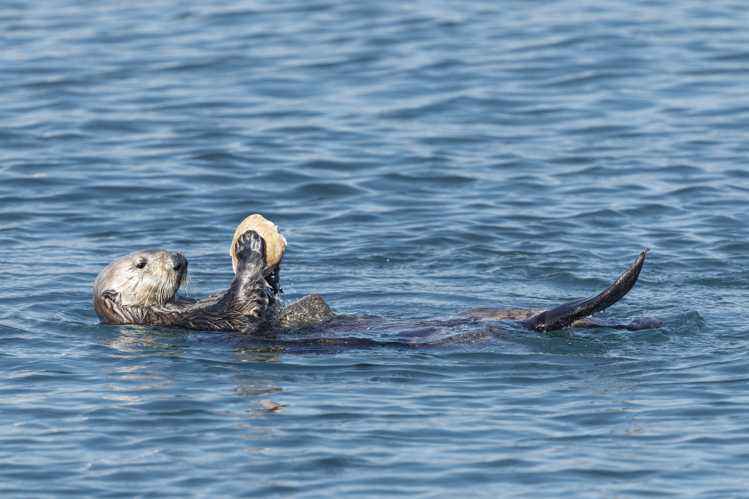 A sea otter lies on its back on the surface of the water and holds a clam.