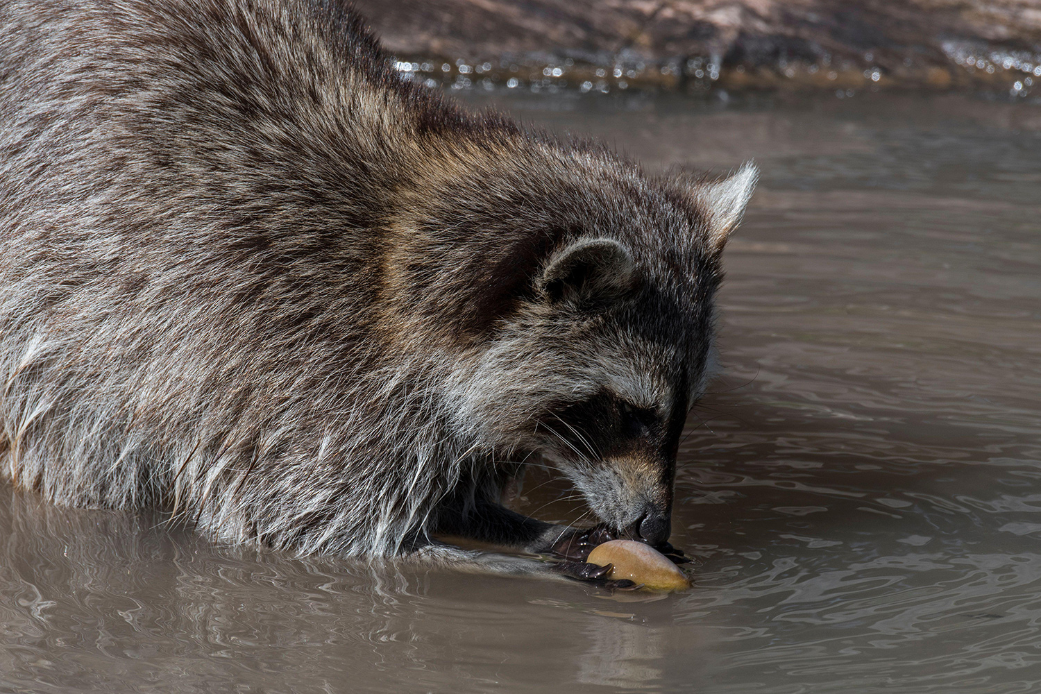 A raccoon stands in a stream holding food in its paws and partially under the water.