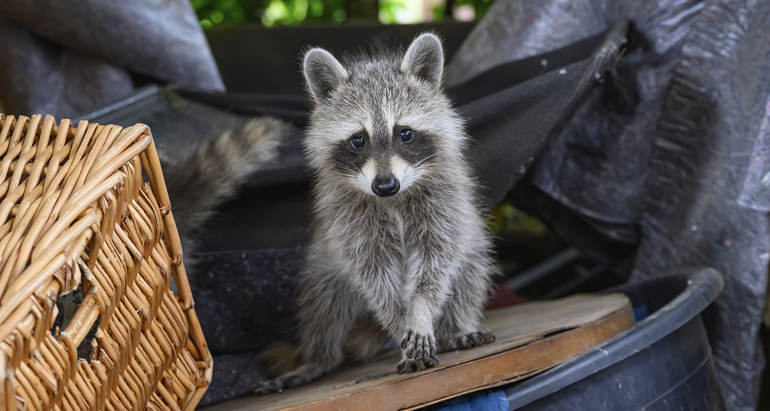 Closeup of a young raccoon on a plastic trash can with a wicker basket and tarp also in frame.