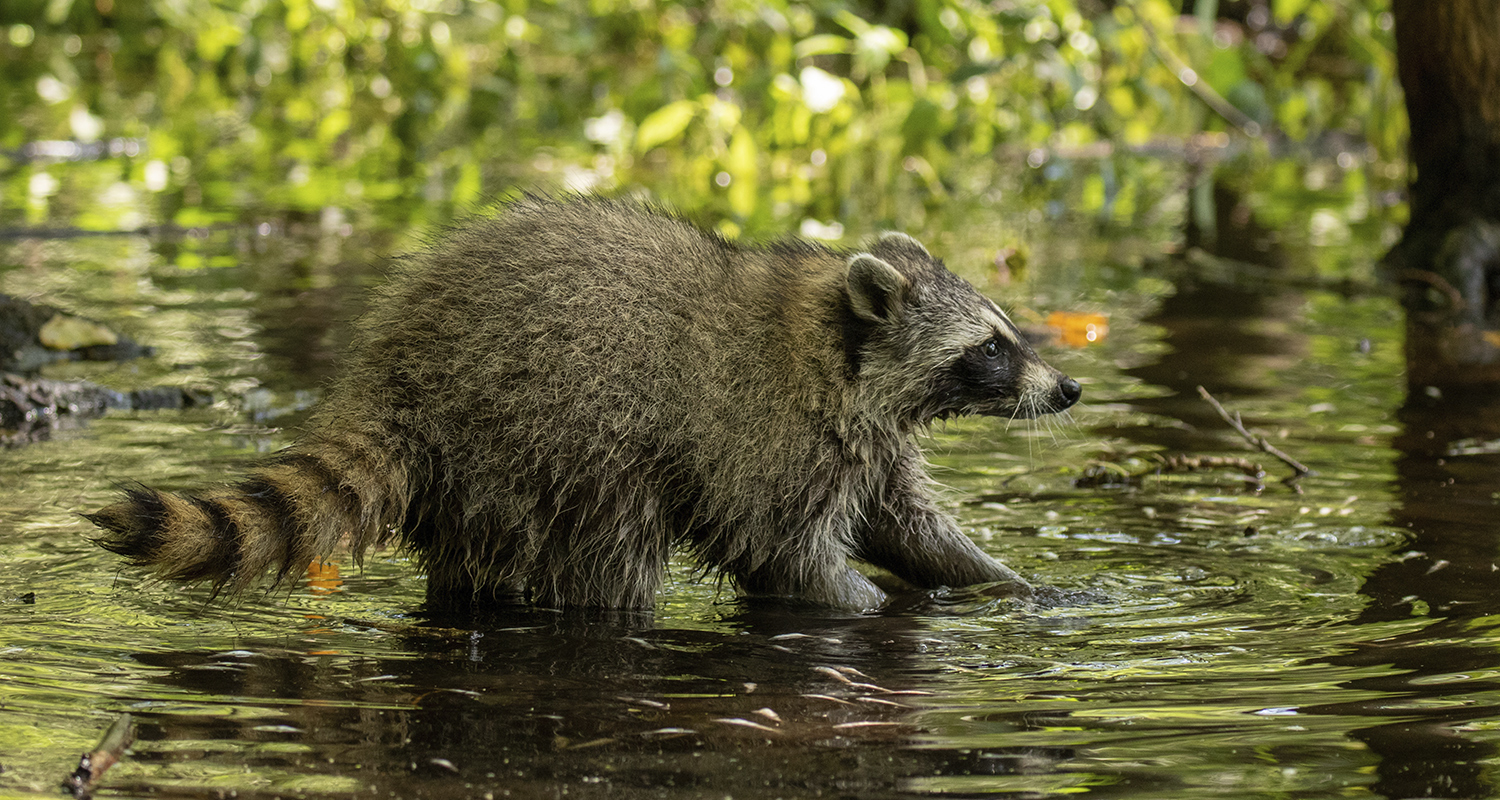 A profile of a raccoon standing or walking in water.