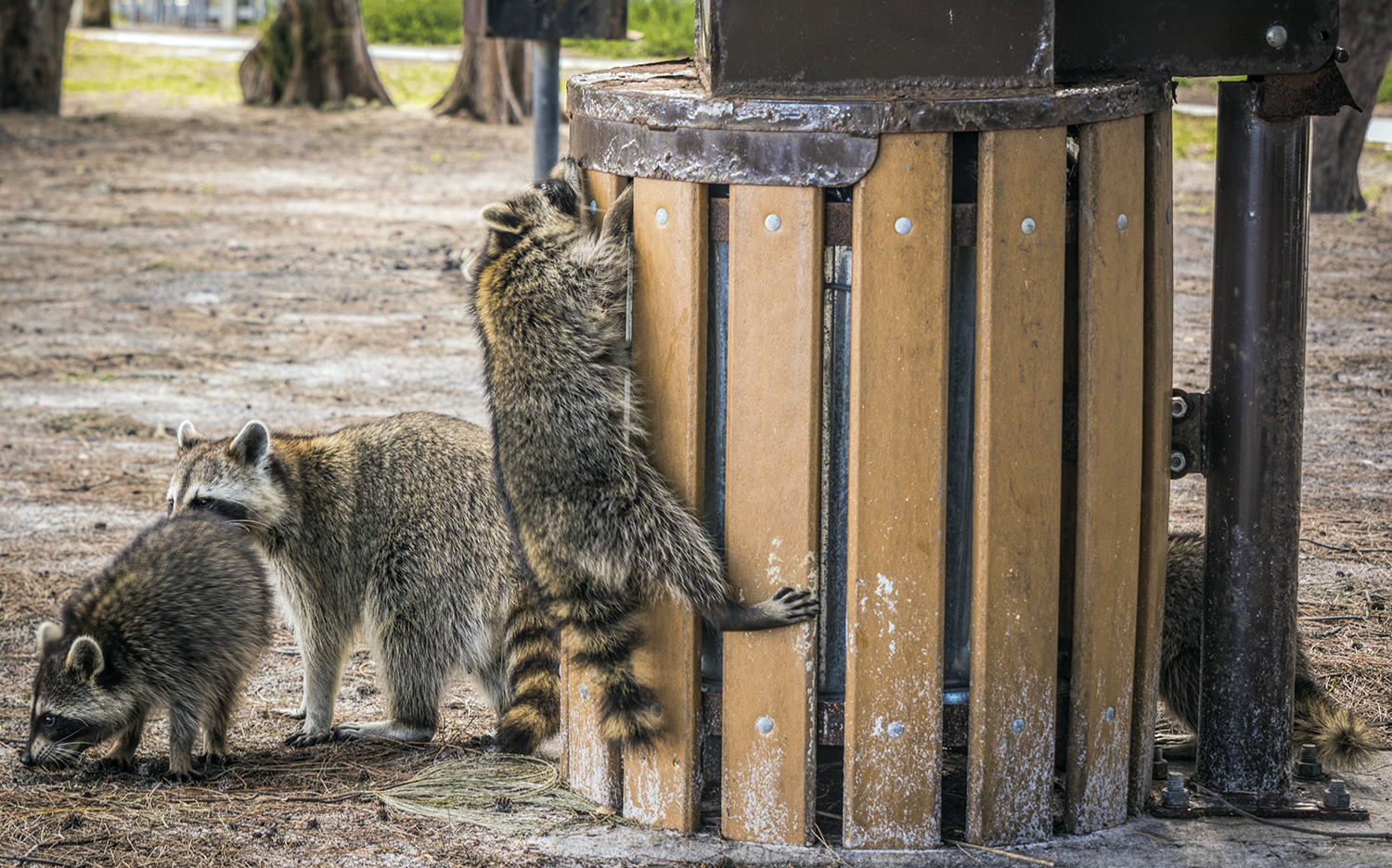 A raccoon climbs a public trash can while two other raccoons stand nearby.
