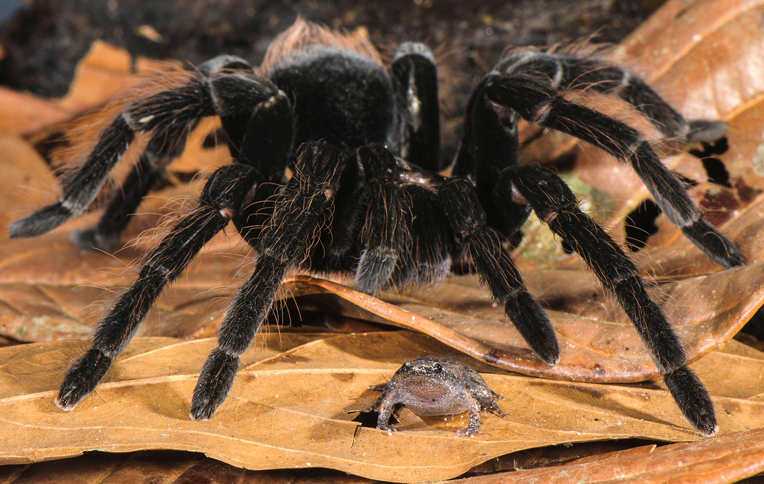 A tarantula sits close to a tiny frog on a pile of leaves.