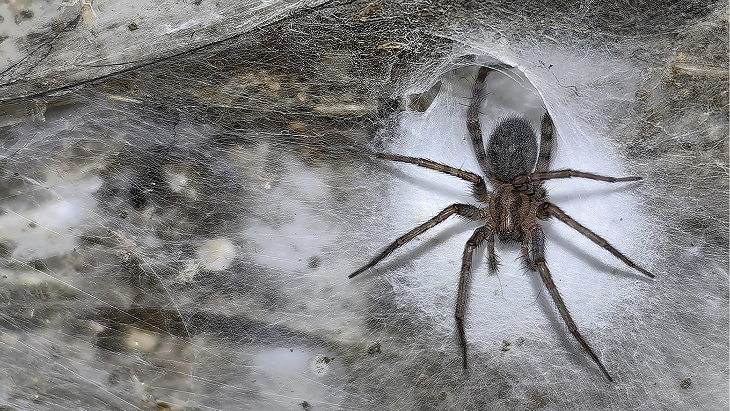 A brown spider sits in the funnel of a large spiderweb.