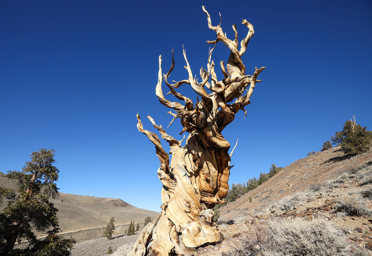 The tree called Methuselah grows on a hillside next to an evergreen tree.