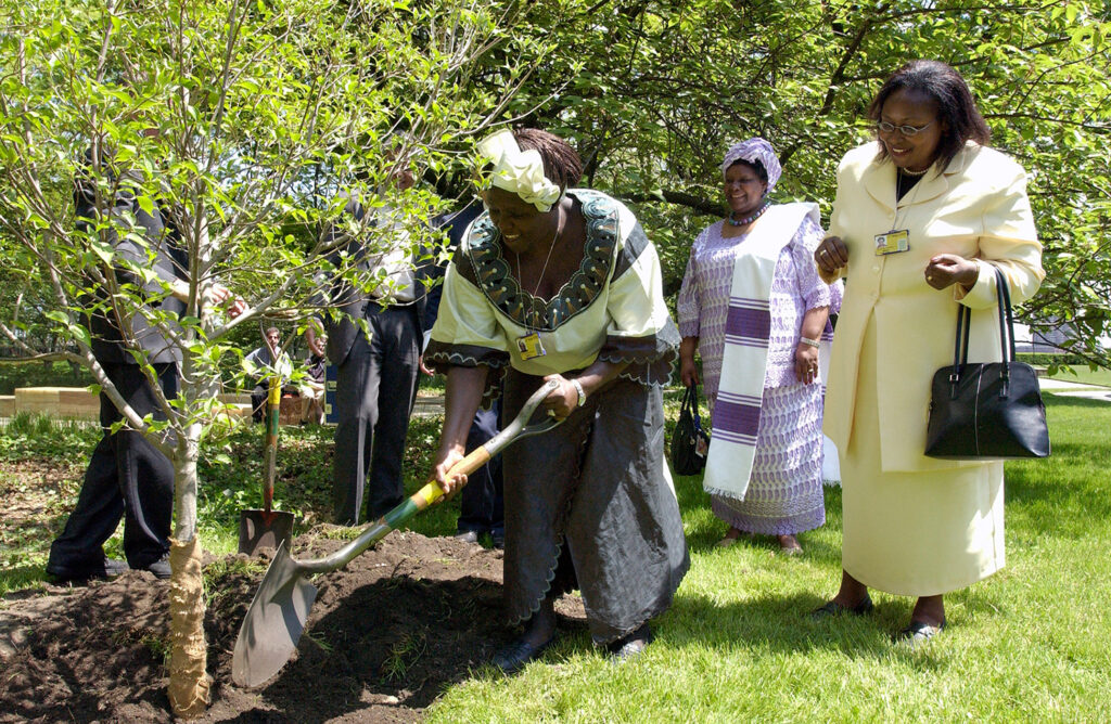 Wangari Muta Maathai smiles as she uses a shovel while planting a tree.