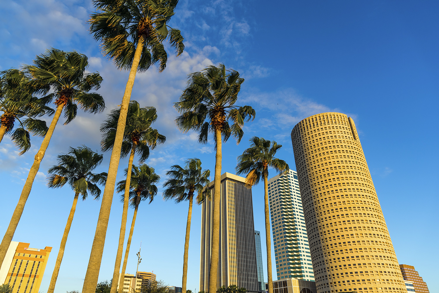 Several tall palm trees and buildings as seen from the ground with a blue sky in the background.