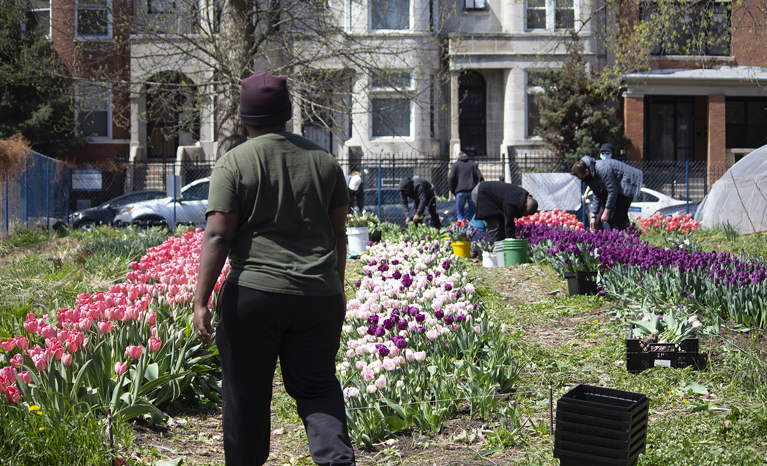 Quilen Blackwell faces away from the camera and looks over a bed of flowers.