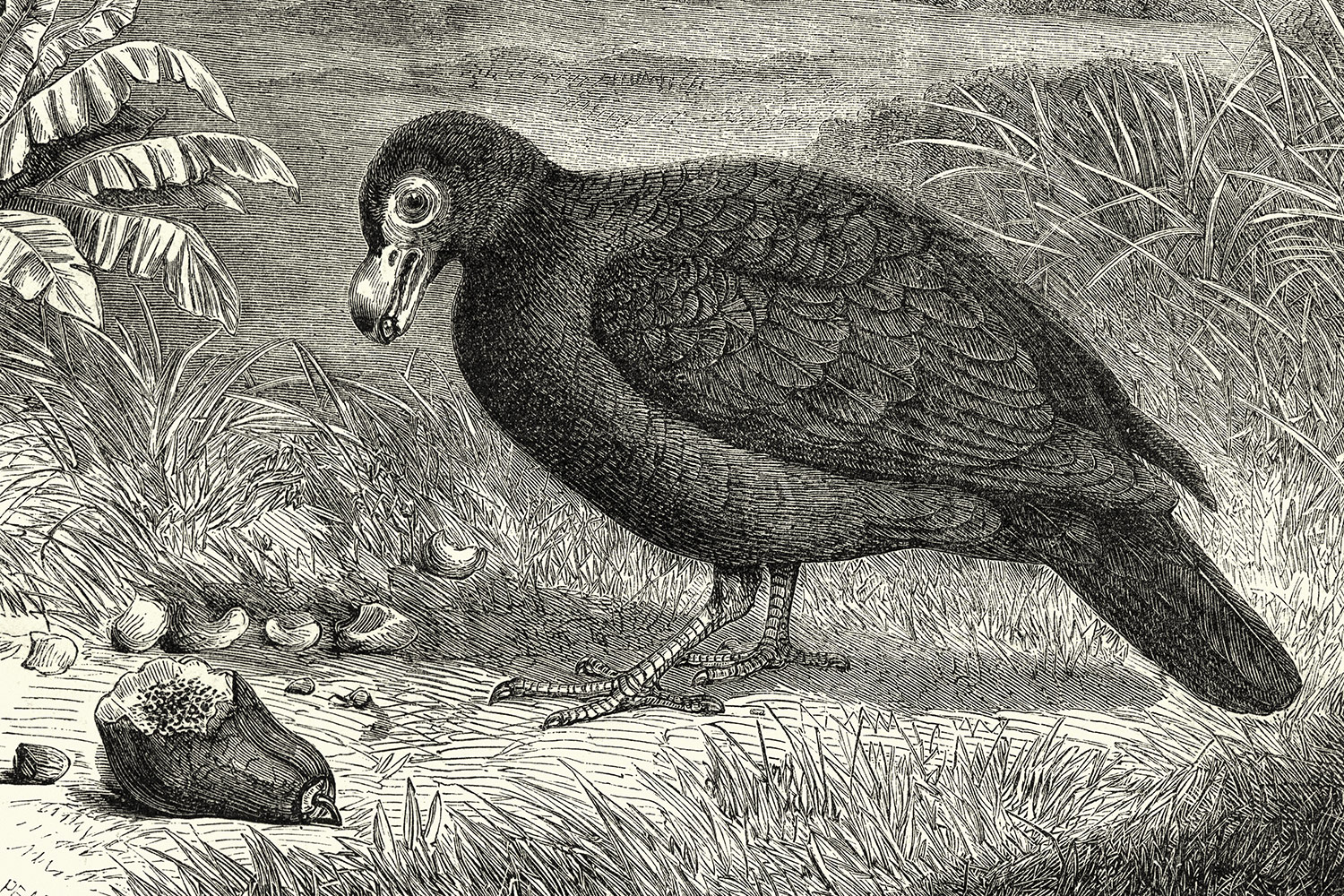 Black and white illustration of a manumea eating a seed among some grasses.