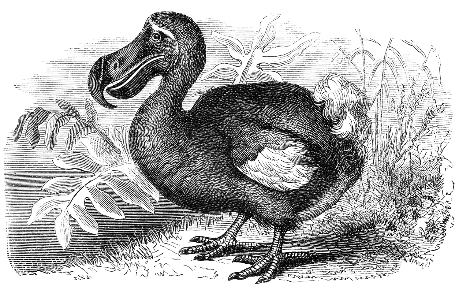 A black and white engraving of a dodo standing among vegetation.