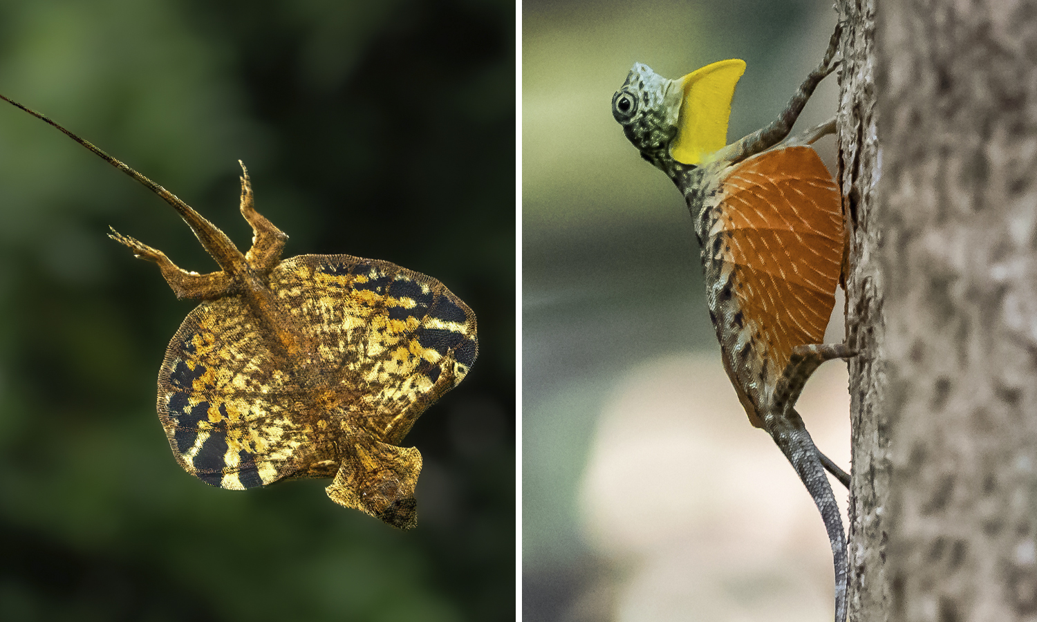 Side by side images show a flying lizard in flight and climbing the side of a tree trunk.