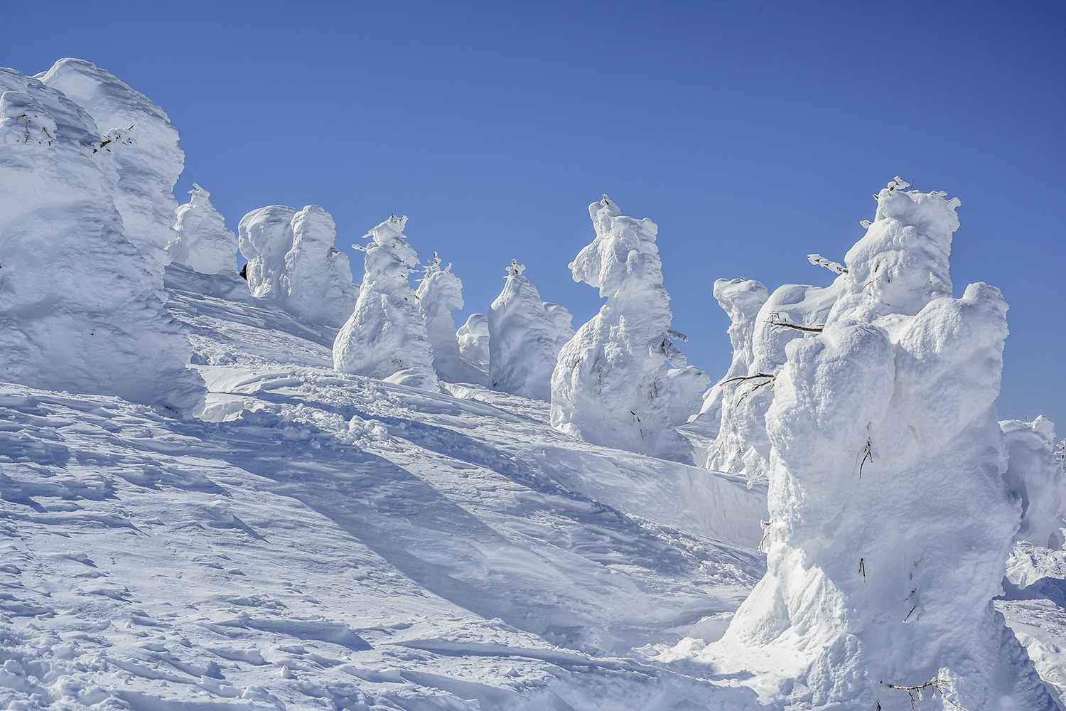 Snow has covered evergreen trees on a hillside, making them look like snow creatures.