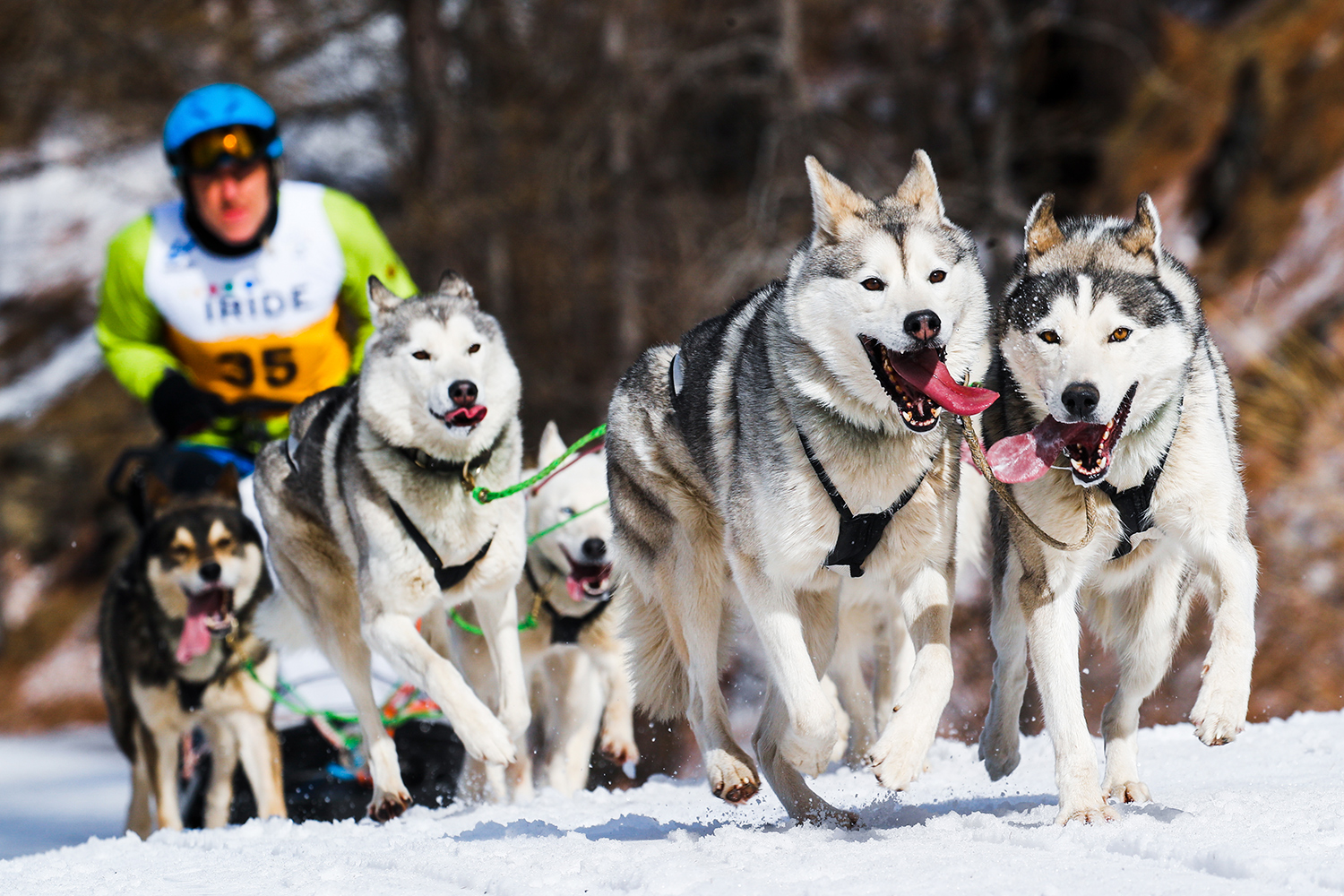 A team of sled dogs pull a dog sled with a musher at the helm.