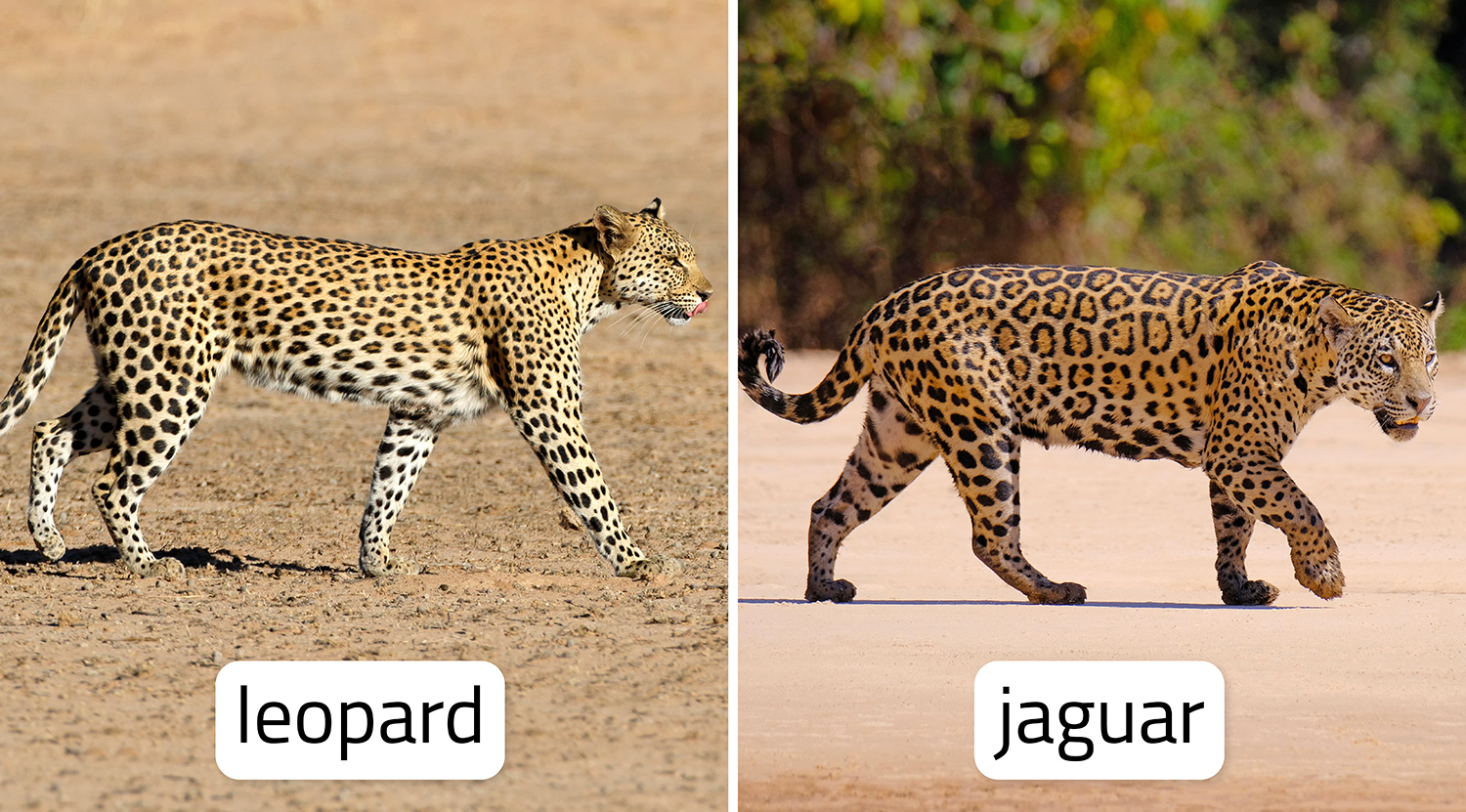 A leopard is shown on the left and a jaguar is on the right, with labels.