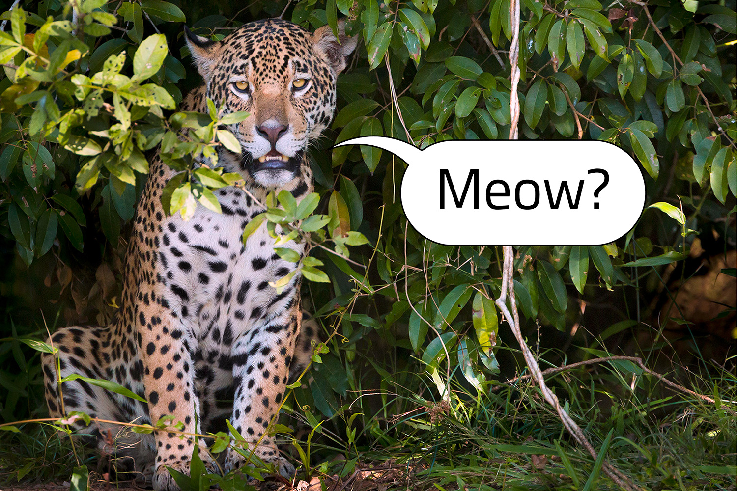 A jaguar sits among vegetation and a speech bubble with the word Meow points to its mouth.