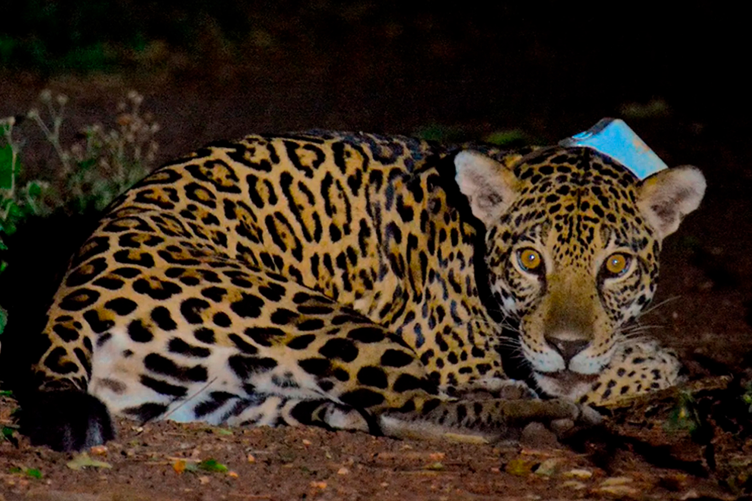 A jaguar lies down while staring at the camera.