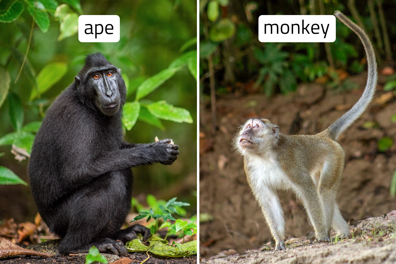 Side by side photos of a crested black macaque, labeled ape, and a long tailed macaque monkey, labeled monkey.