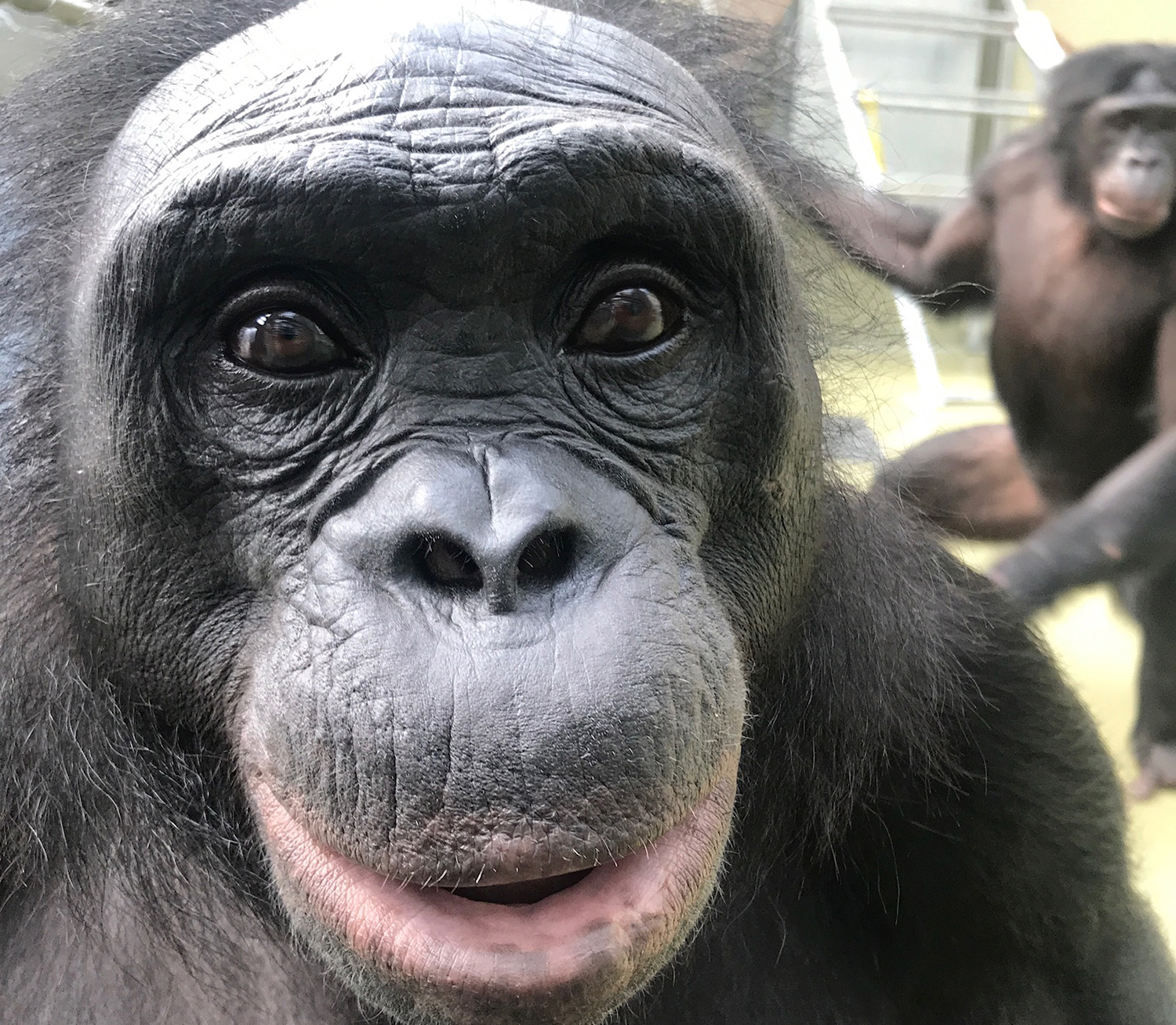 A closeup view shows the face of Kanzi the bonobo while another bonobo is active in the background.