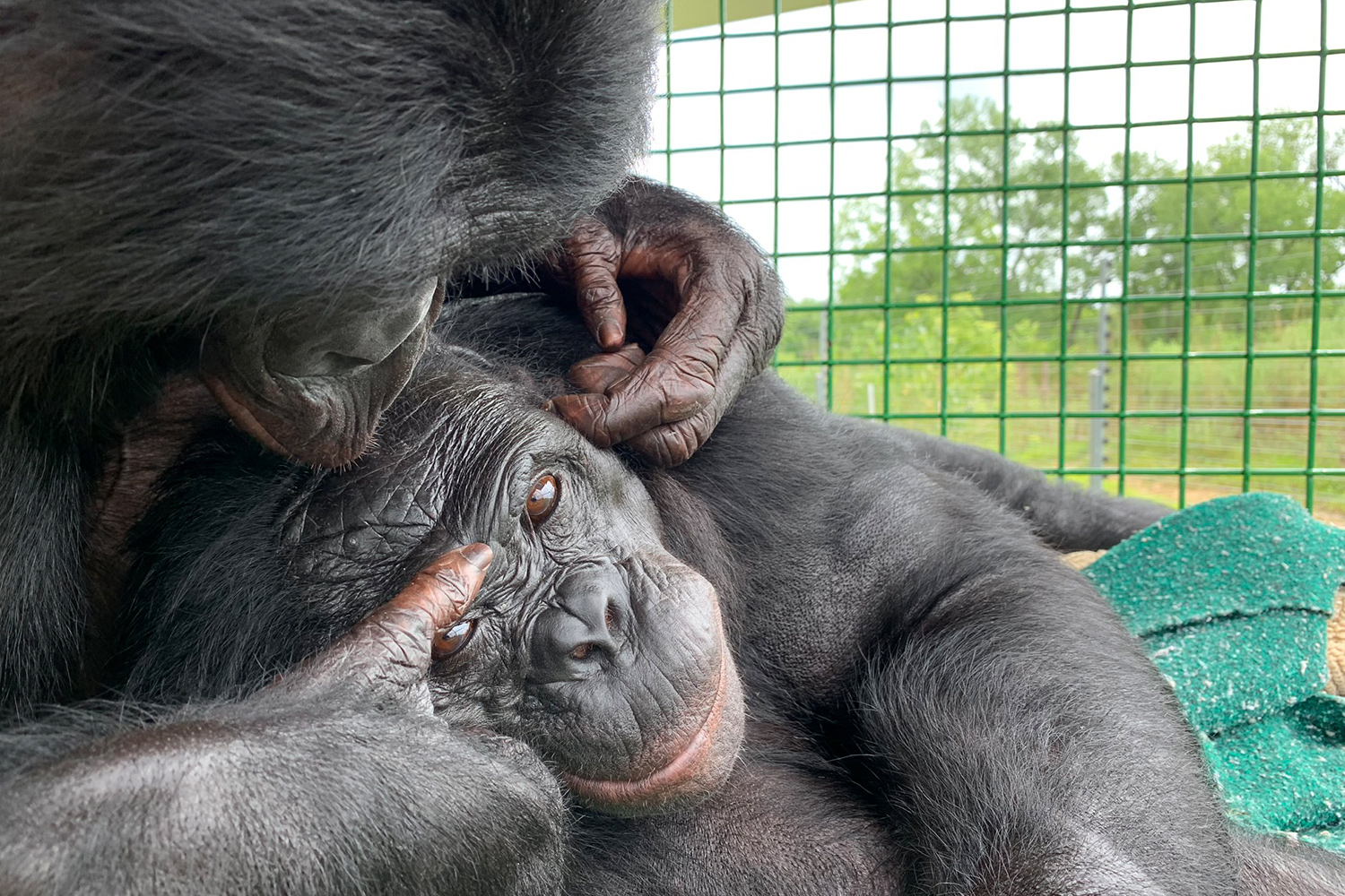 One bonobo lies on the lap of another, who caresses it.