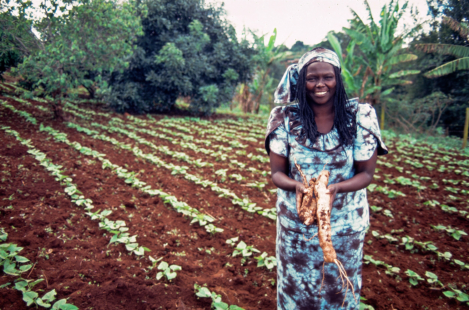Wangari Maathai stands in a field where crops have been planted.