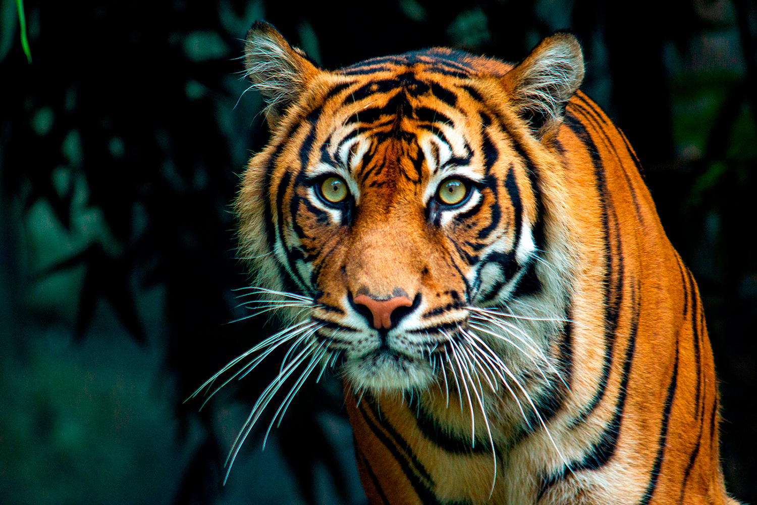A tiger stares at the camera with greenery in the background.