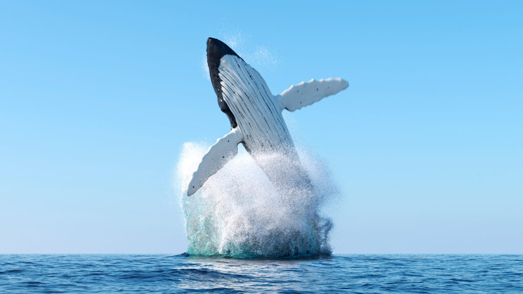 A humpback whale breaches in the ocean.