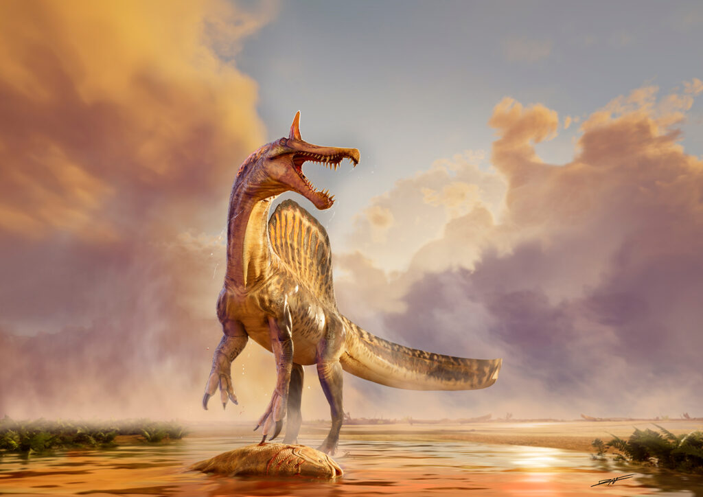 Spinosaurus mirabilis stands in shallow water with a dead fish at its feet.