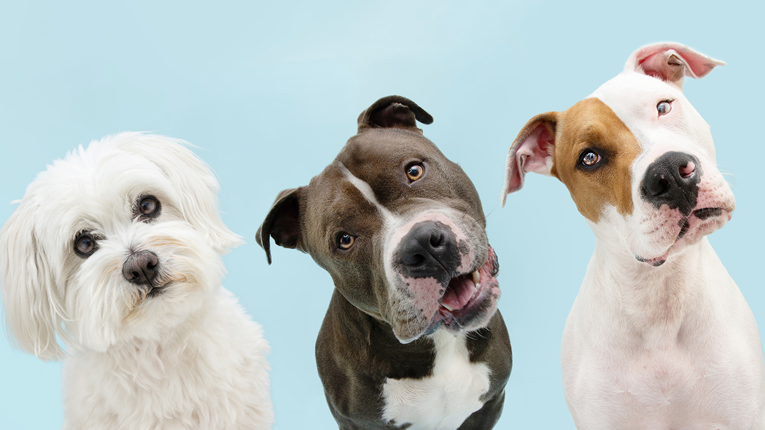 Three dogs of different breeds tilt their heads to the right against a blue background.
